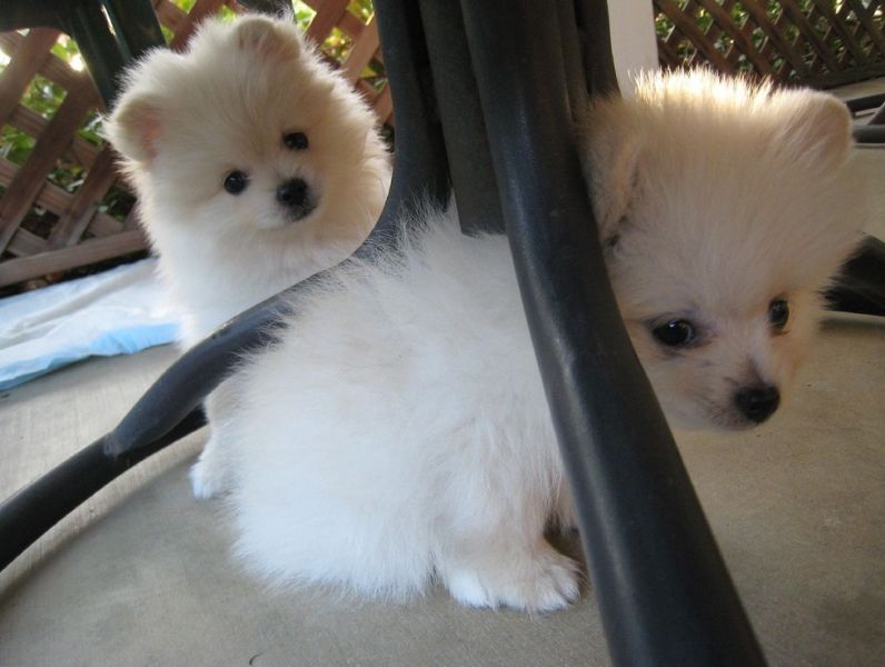 Cute Toy Pomeranian Puppies ab sofort erhltlich. 