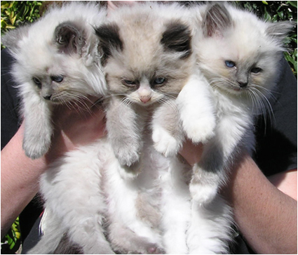 Ragdoll Kitten suchen ein neues zu Hause