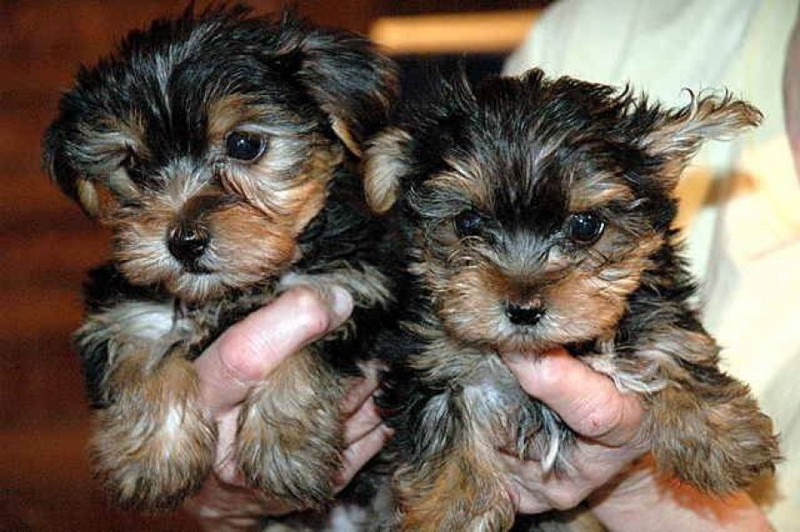 Sweet Little Yorkie Puppies they are Available Now.