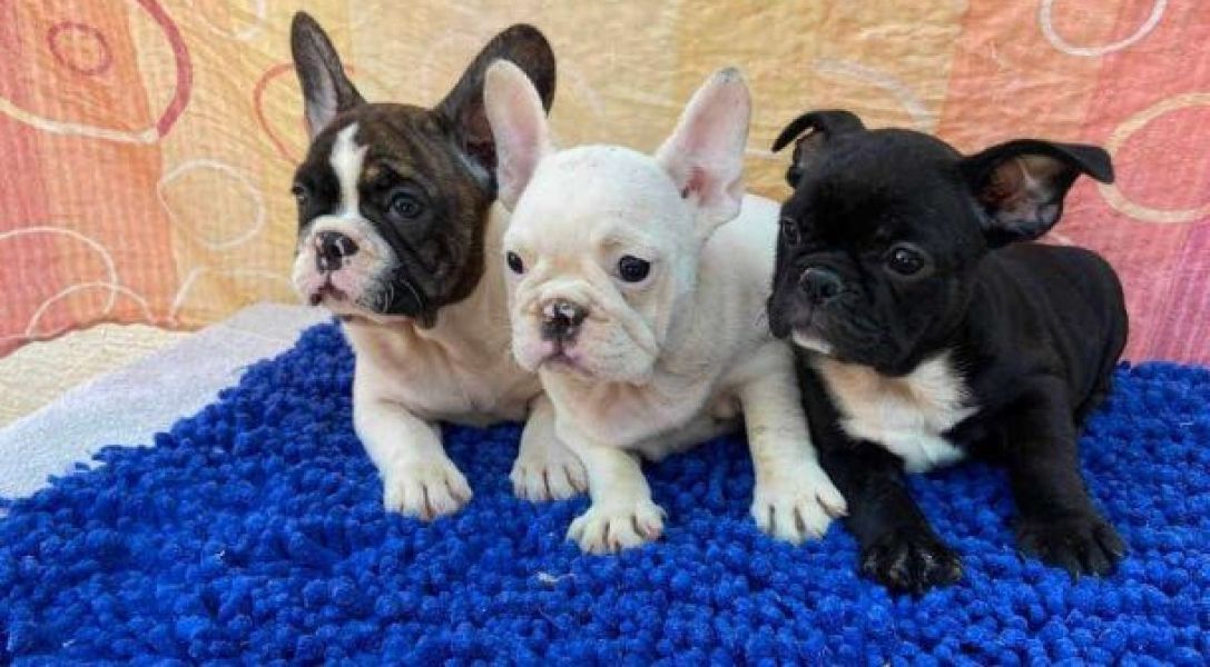 Tolle Franzsische Bulldoggen Welpen zu verkaufen