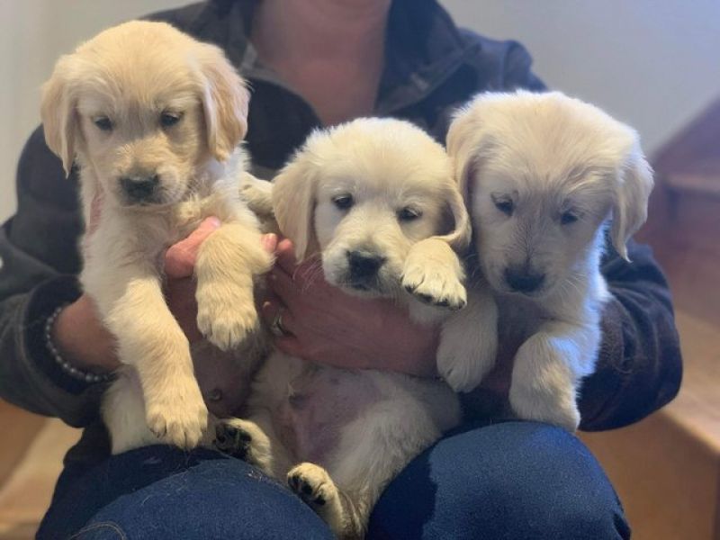 Golden Retriever Welpen sehr kinderlieb u. verspielt zu verkaufen