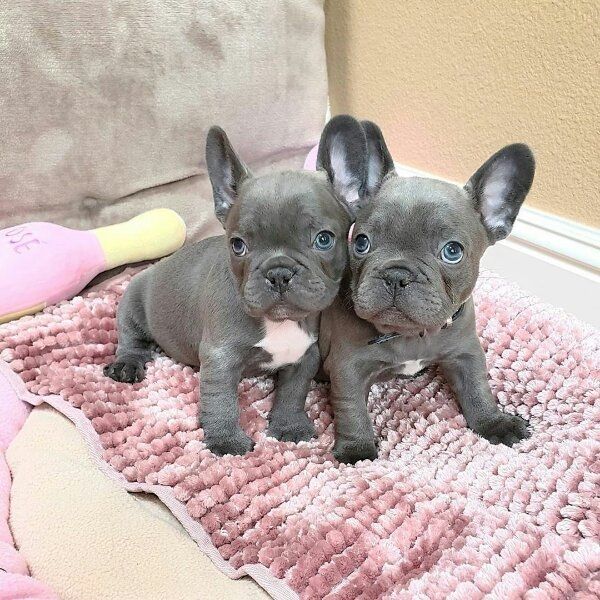  Reinrassige Franzsische Bulldogge Welpen