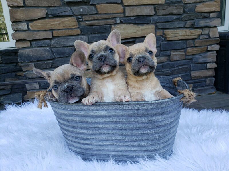 Schne Franzsische Bulldoggen Welpen