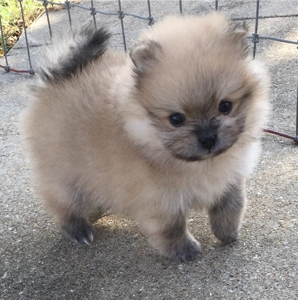 Zwergspitz (Pomeranian) Welpen