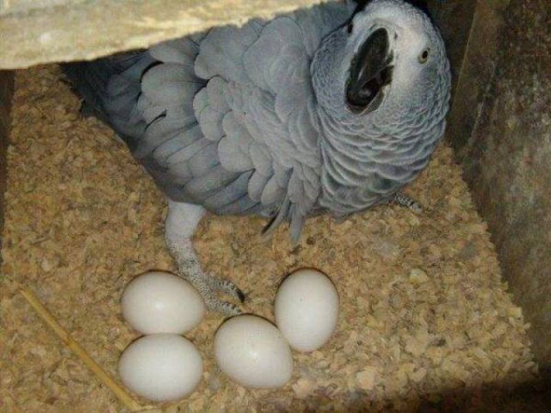 Parrots for sale, parrots eggs for sale 