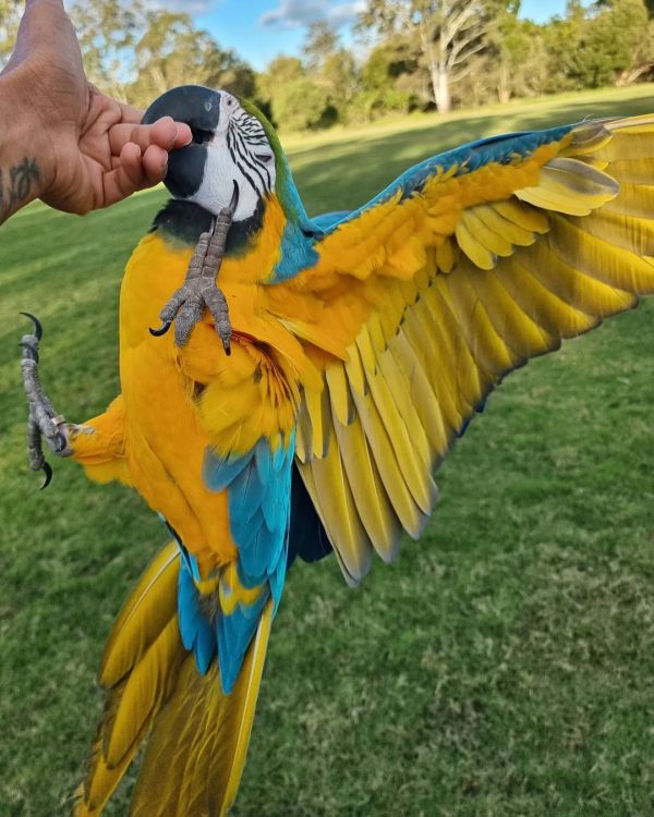 Paar Papagei Ara Gelbbrust Handzahme