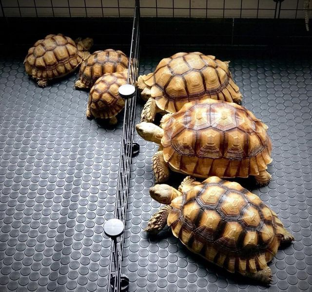 Sulcata Schildkrte zu verkaufen