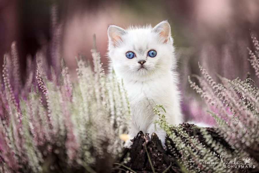 Zauberhafte Colourpoint, Shaded und Ticked Tabby Britenkinder suchen...