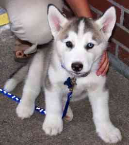 verspielt Siberian Husky Welpen suchen ein neues Zuhause