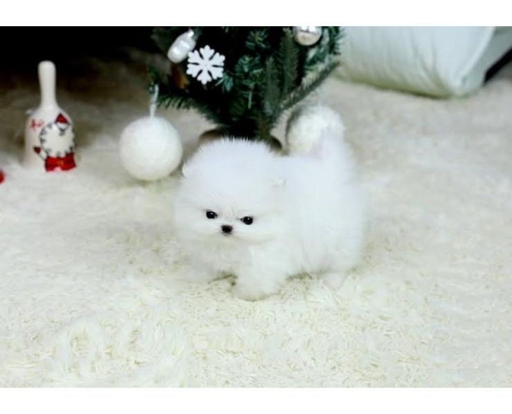 Reinrassige Pomeranian Kleinspitz Welpen