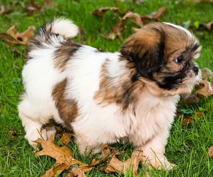 Reinrassige Shih Tzu Welpen