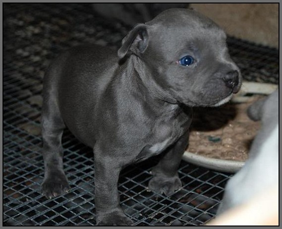  BLUELINE - American Staffordshire Terrier Welpen