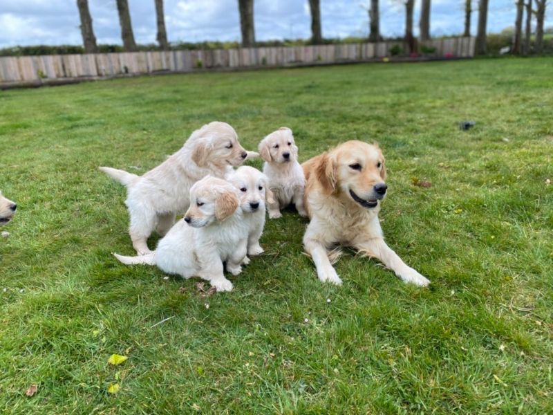 Golden Retriever Welpen bereit