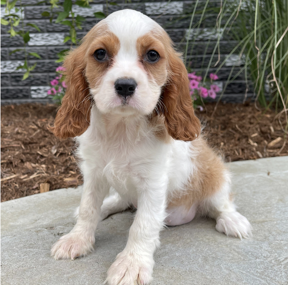 Cavalier King Charles Welpen