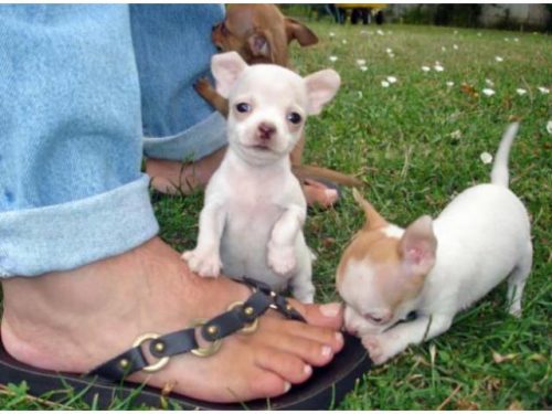 Superkleine Mini Chihuahua Welpen mit papieren.