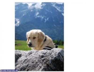Urlaub mit Hund-Haus+Garten alleine bewohnen Oberb./Mittenwald