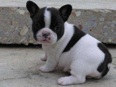 Franzsische Bulldogge Welpen