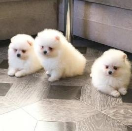 Pomeranian Welpe