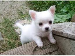 Zucker se chihuahua welpe zu verkaufen