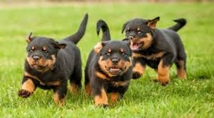 Rottweiler Welpen