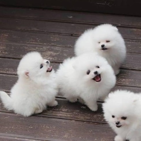 Kleine Pomeranien-Zwergspitz Babys