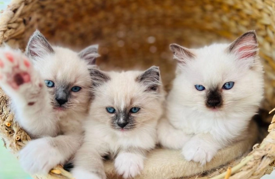 Ragdoll-Ktzchen