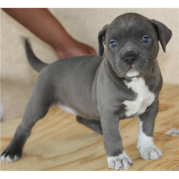 American Pit Bull Blue Line