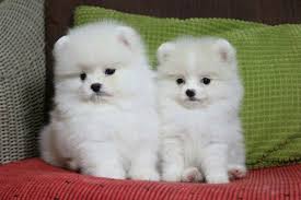 Verkaufe meine Pomeranian Zwergspitz