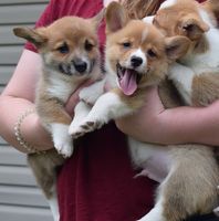 Pembroke Welsh Corgi Welpen