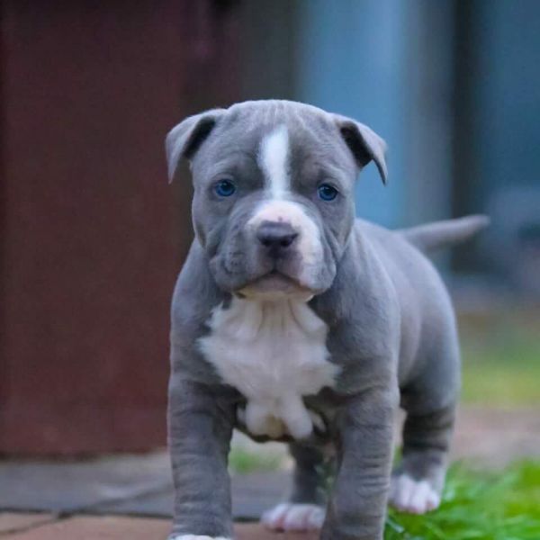 Super se American Welpen Blue-Line PitBull