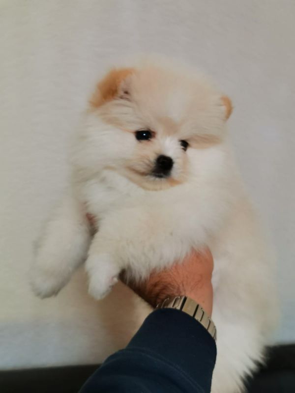 Super sen Pomeranian Zwergspitz Welpe