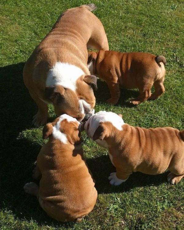 Englische Bulldoggenwelpen