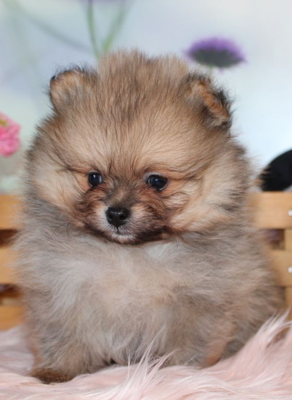  Zwergspitz (Pomeranian)