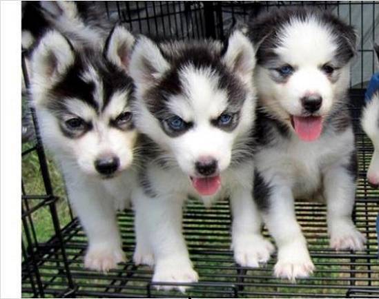 Husky Welpen zu verkaufen
