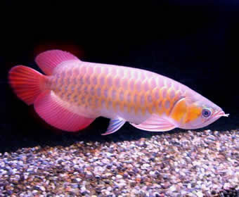 Qualität Süßwasseraquarium Fische