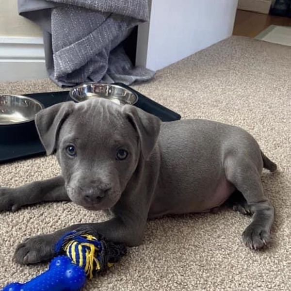 Spezielle kleine Pitbull-Welpen