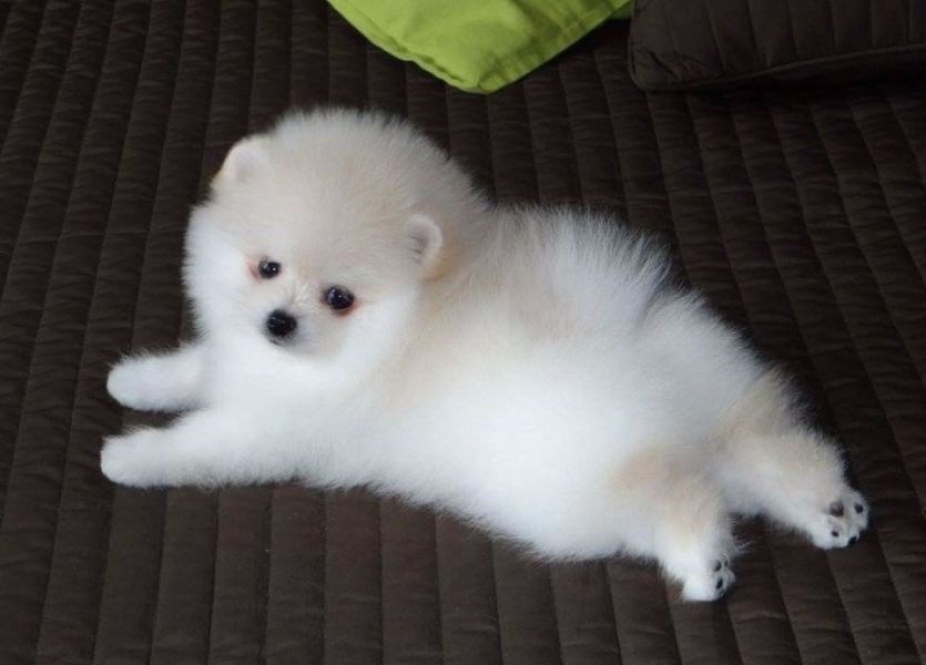 Pomeranien Welpen