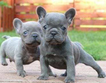 Wunderschne Franzsische Bulldoggen Welpen.