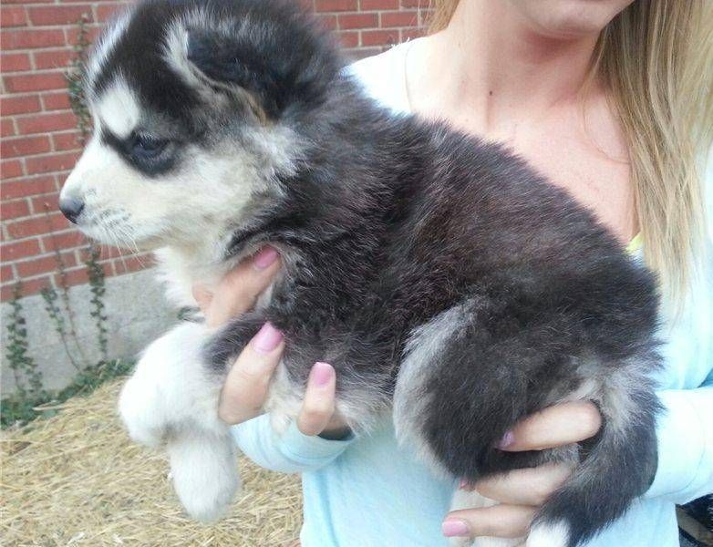 Ssse Wunderschne Siberian Husky Welpen mit papieren