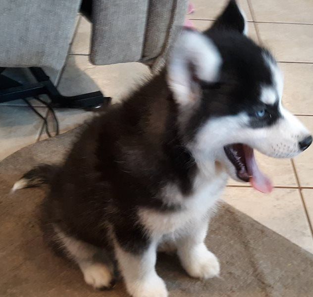 Siberian Husky Welpen