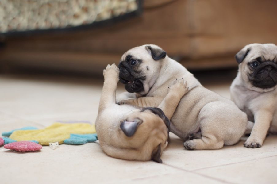 Reinrassige Kitz-Mops-Welpen Jetzt Fertig