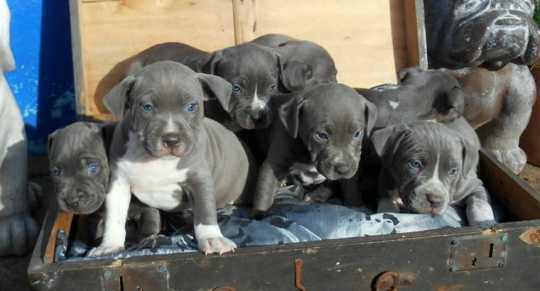 American Pitbull Terrier Blue-Line Welpen 