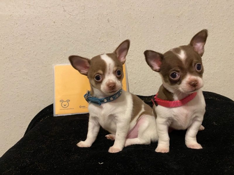  Reinrassige Mini Chihuahuawelpen in lang- u. kurzhaar!