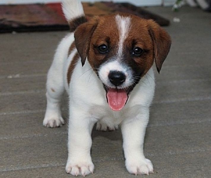 Jack Russell Terrier Welpen