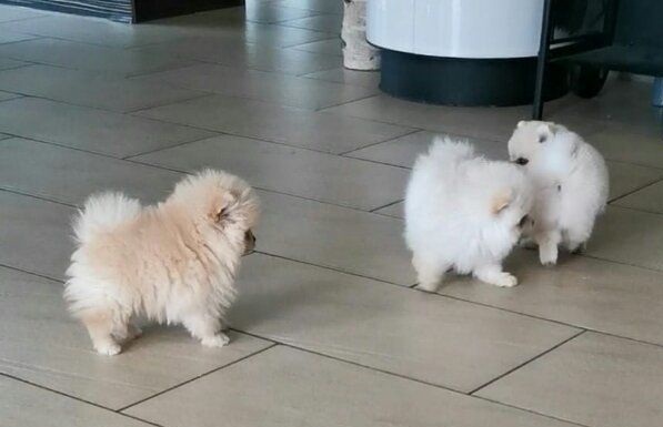 Wunderschne Zwergspitz-Pomeranian Welpen