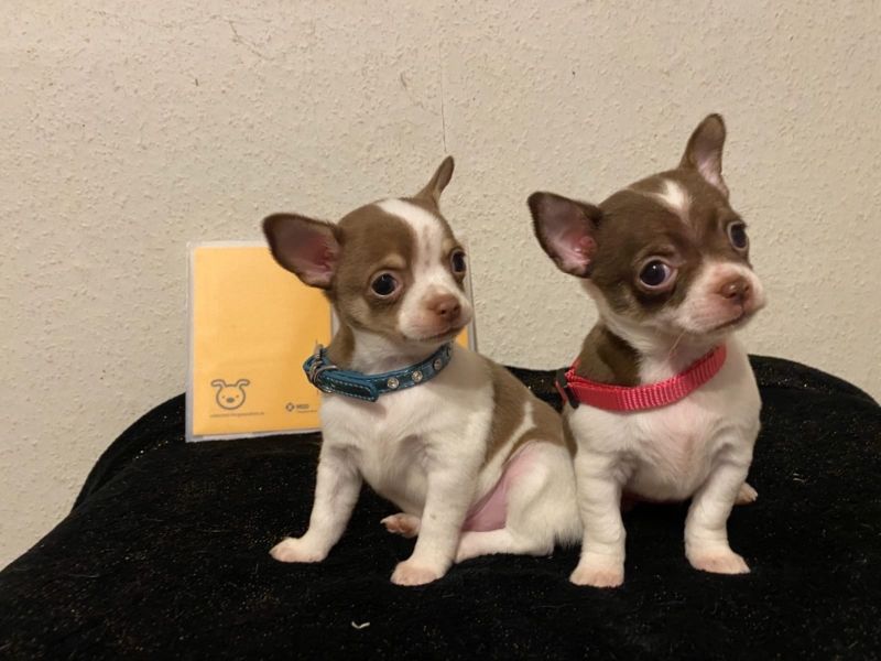  Reinrassige Mini Chihuahuawelpen in lang- u. kurzhaar!