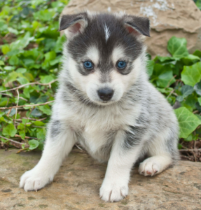 Akc registriert Siberian Husky Welpen