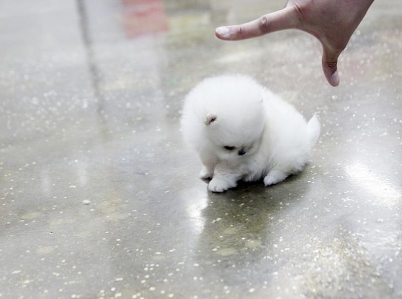 Ssse Wunderschne MINI-POMERANIAN ZWERGSPITZ BOO WELPEN