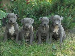 Pitbull Welpe APBT 12 Wochen alt, wei 