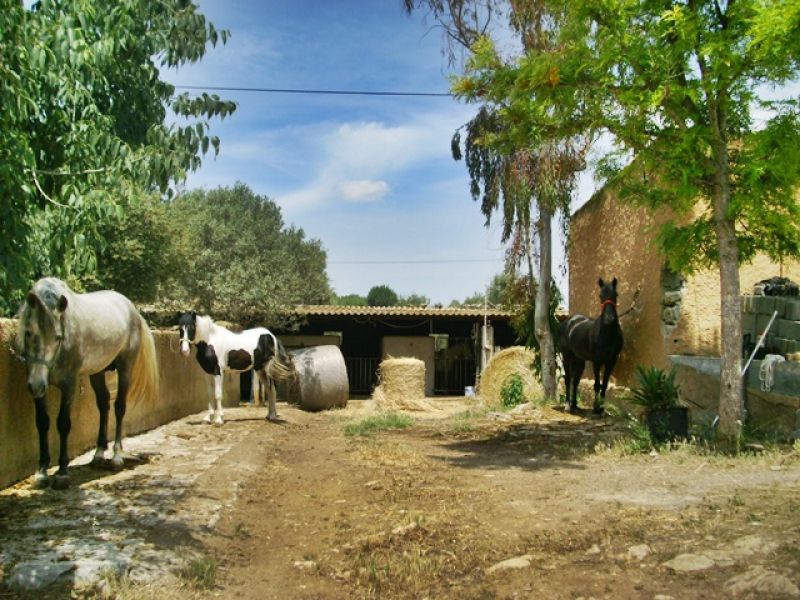 Mallorca - Rustikale Finca für Pferdeliebhaber